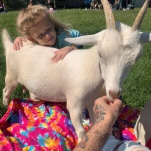 Picnic with the Goats