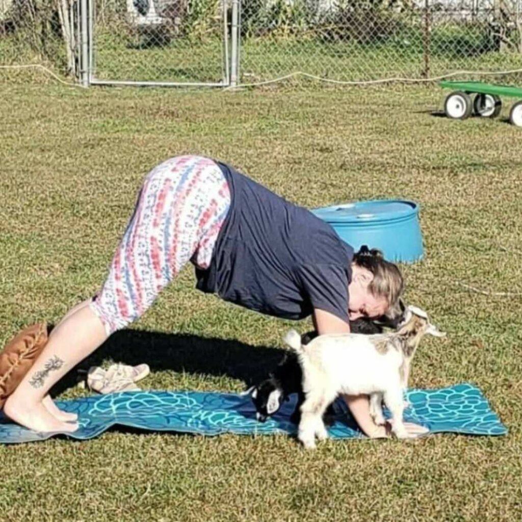 Goat Yoga