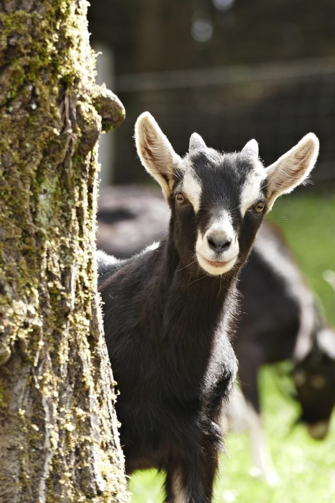 goat, horns, animal, goat head, ungulate, domestic goat, ruminant, farm animal, creature, horn, nature