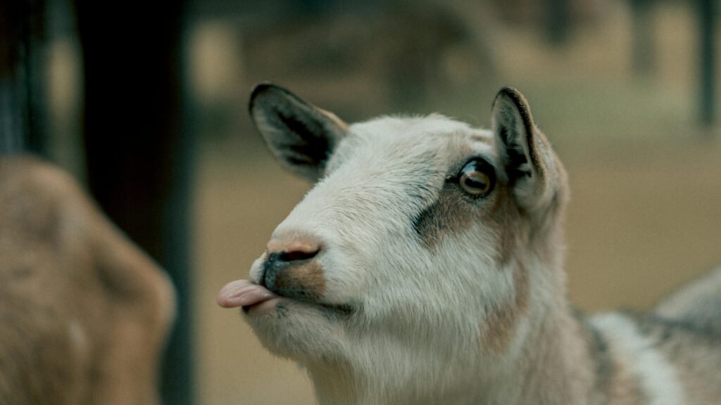 screaming goat