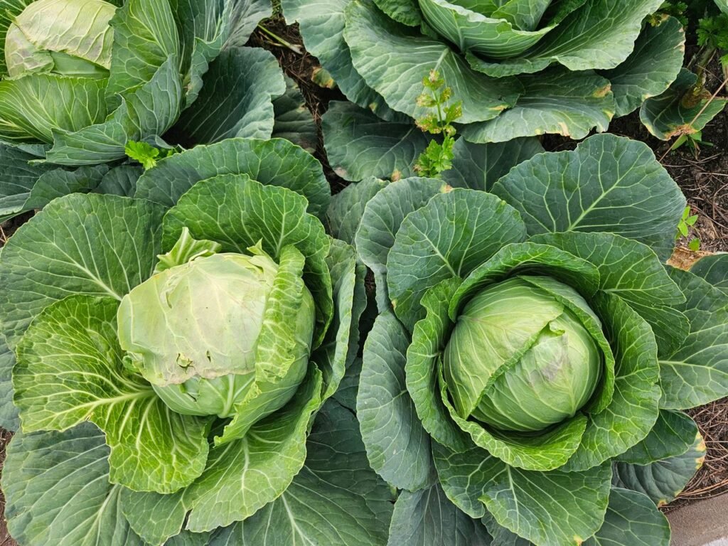 Close-up of fresh green cabbages growing in a garden. Healthy and organic produce.